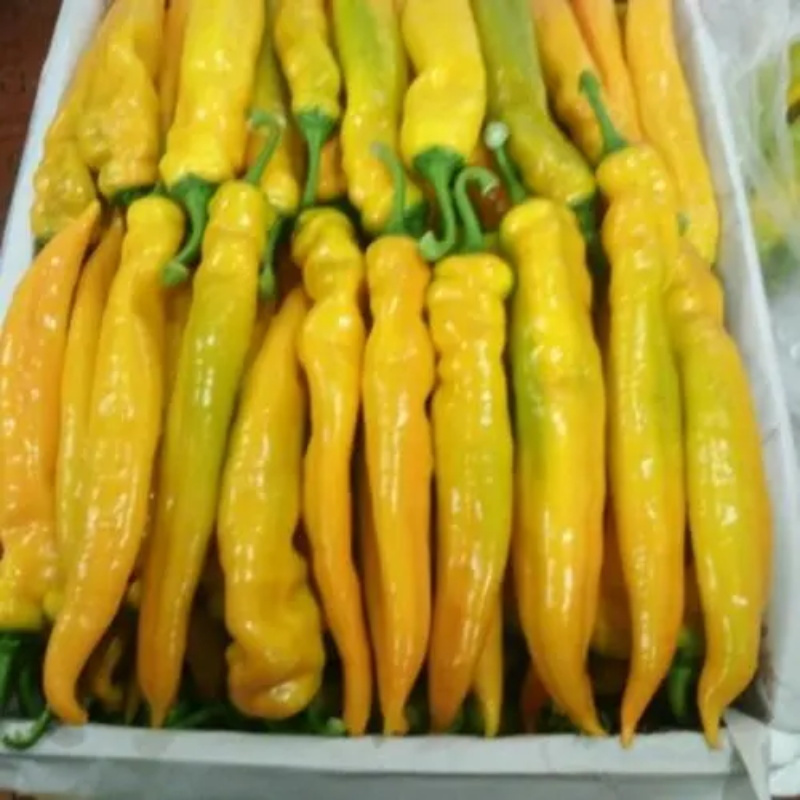 b2bzte国产干黄皮辣椒500g斤