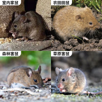 鼠道难 世双鼠靶生物灭鼠药 20g*5包/组(5组起订)两款产品随机发货