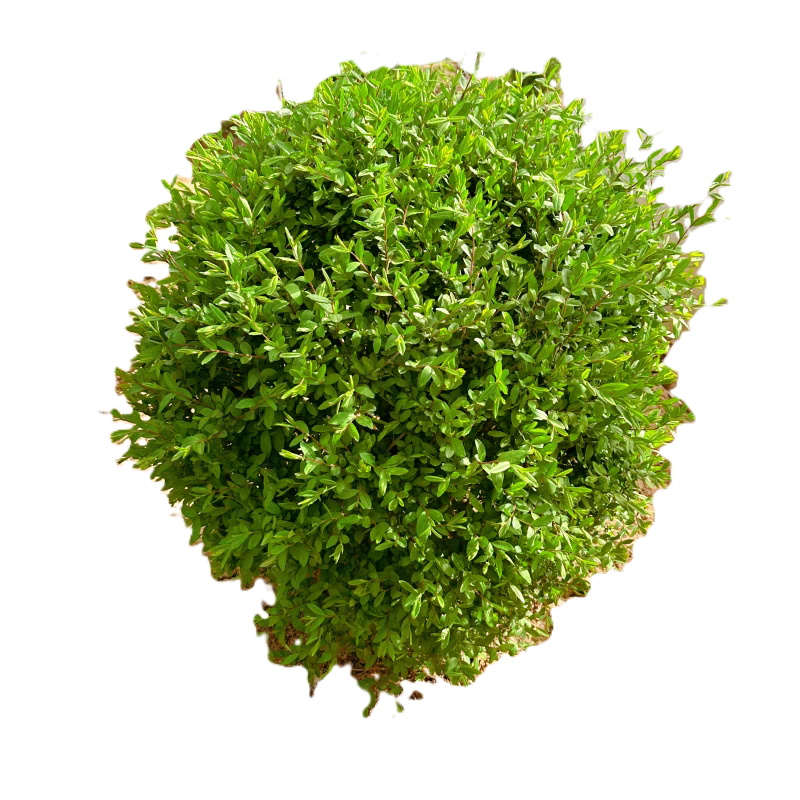 诚智旺 水蜡球 冠幅80cm /棵高清大图