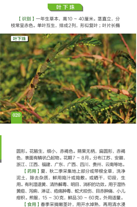 [醉染正版]500种野菜野外识别速查图鉴中医养生书籍大全自然生物科学植物草药识别学百科全书健康饮食谱书野外效游探险生活常高清大图
