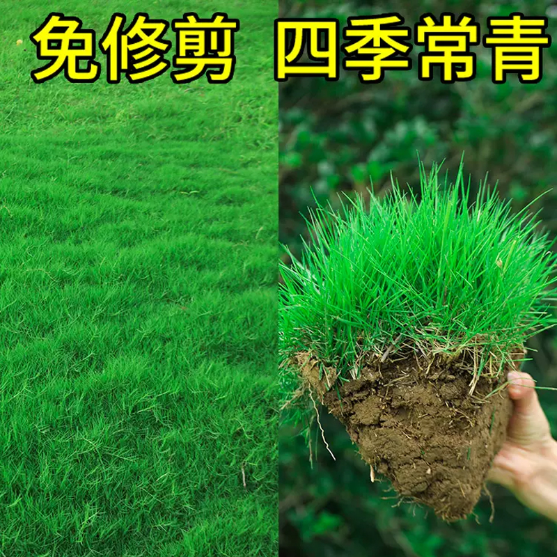 草坪草籽护坡高羊茅四季常青庭院地毯草皮绿化草种子 高羊茅包衣(5斤)高清大图