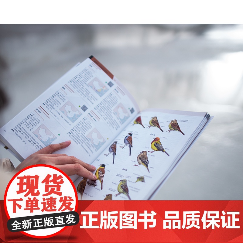 中国鸟类观察手册 中国鸟类行为动物科普图鉴 珍惜森林草原野鸟形态鸟类图鉴野生动物百科观鸟手册鸟类大全高清大图