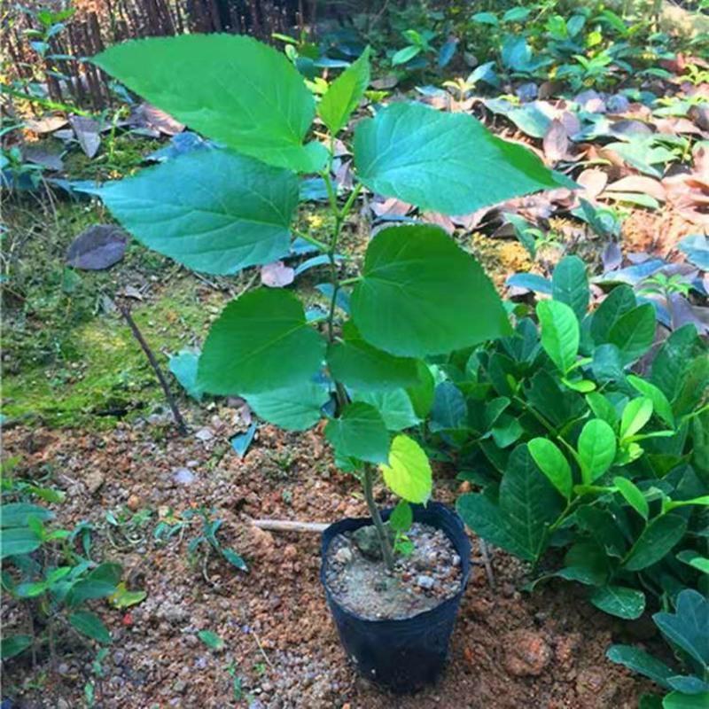 不含盆 台湾嫁接长桑果苗四季长果桑葚苗桑树苗南方桑葚树苗果树果苗