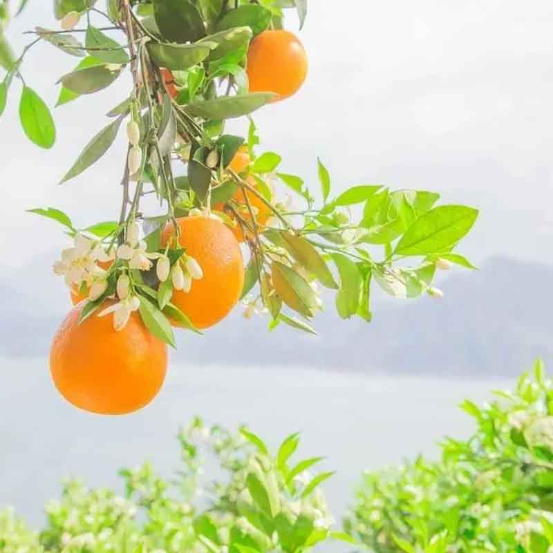 湖北秭归伦晚正宗脐橙不怕晚甜橙新鲜水果当季水果手剥橙产地直发高清大图