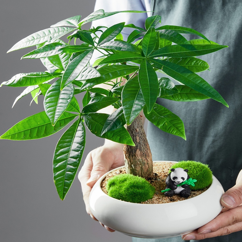 回固发财树盆栽绿植植物办公室客厅室内盆景好养小招财树金钱树富贵竹