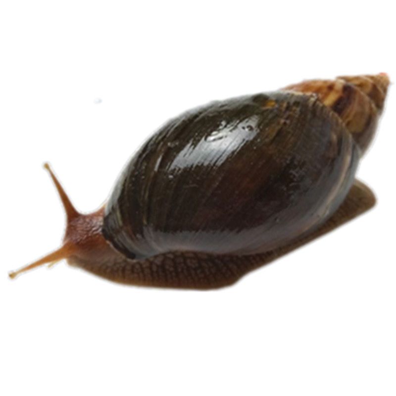 5到6厘米2只 非洲大蜗牛活体宠物螺家养宠物教学大蜗牛儿童玩伴观赏螺