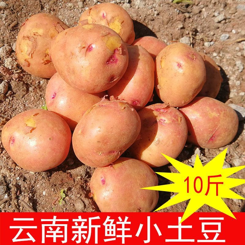 云南红皮小土豆农家高山自种5斤新鲜黄心迷你洋芋马铃薯蔬菜土豆新鲜小土豆农家自种蔬菜云南红皮黄心土豆批发马铃薯洋芋