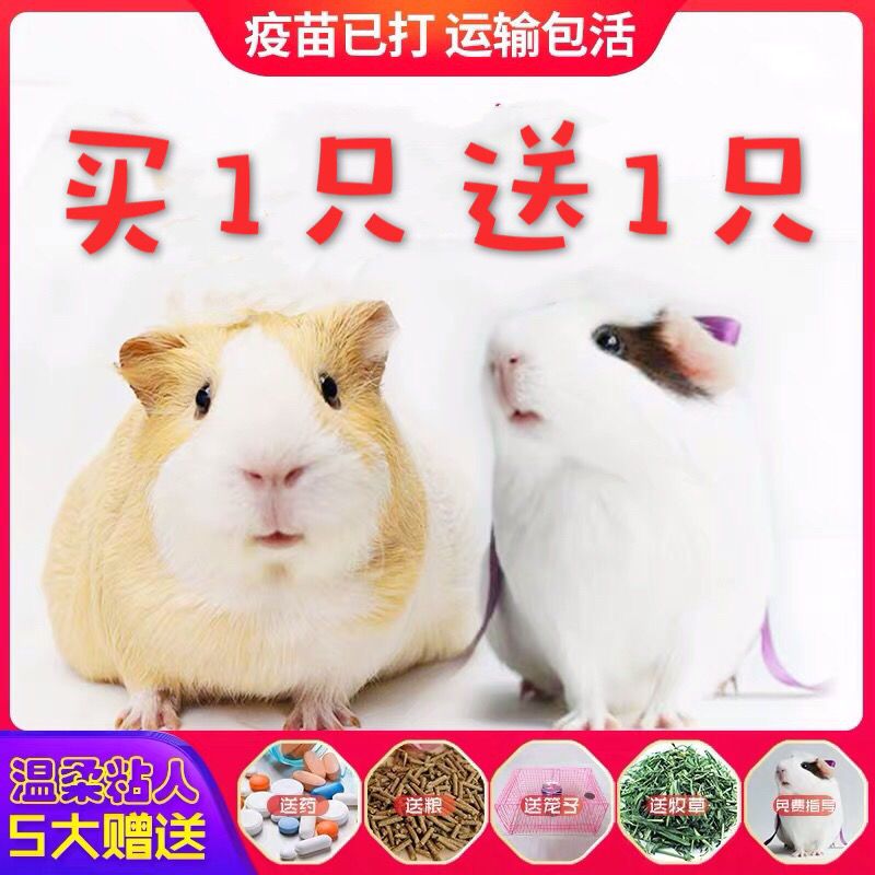 随机一只不选花色性别送运输笼预防药粮草指导荷兰猪宠物豚鼠活物河南