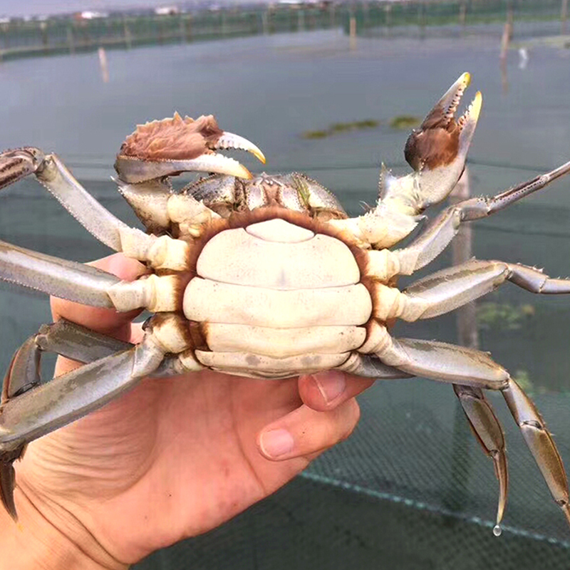 苏宁极物阳澄御宴大闸蟹卡1199型