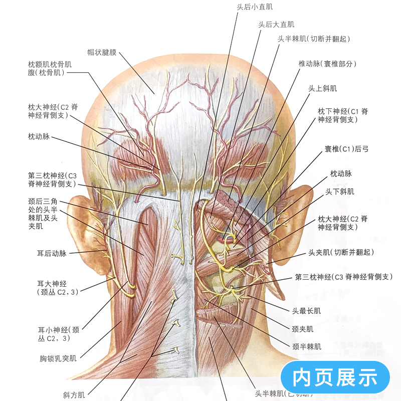 [正版] 奈特简明骨科学彩色图谱 邱贵兴 高鹏主译 医技学 医学图谱 骨科学 解剖学图谱 奈特人体解剖彩色图谱参考书高清大图