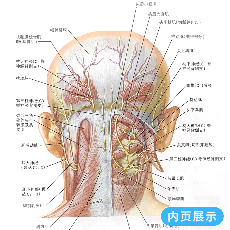 [正版] 奈特简明骨科学彩色图谱 邱贵兴 高鹏主译 医技学 医学图谱 骨科学 解剖学图谱 奈特人体解剖彩色图谱参考书