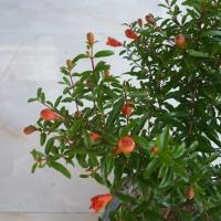 庭院阳台观赏盆栽翠叶石榴月季牡丹重瓣花石榴果树苗花卉盆景绿植牡丹花石榴(1年苗)10cm(含)-19cm(含)