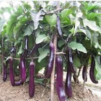 室内阳台种菜花卉鸡毛菜四季香菜荠菜四季栽植绿植蔬菜