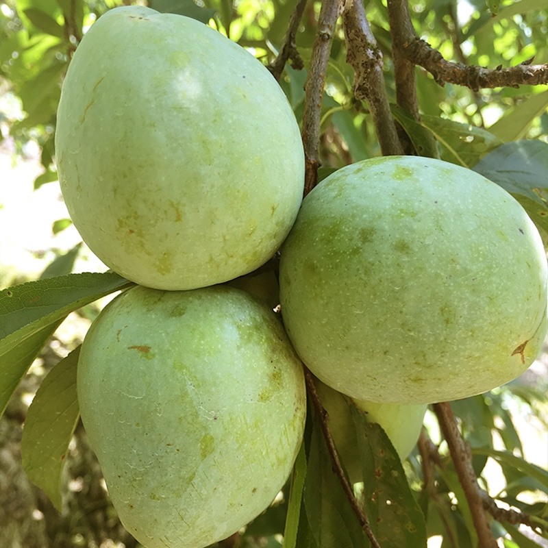 [西沛生鲜]福建古田油奈李 5斤 中果装 现摘酸甜李子 应季新鲜水果