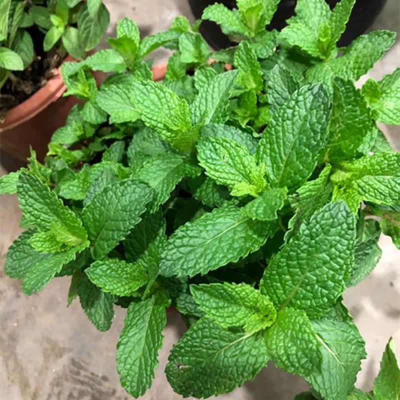 悦芳华留兰香薄荷种子狗肉香薄荷食用薄荷花种子室内阳台盆栽四季易种参数配置 规格 性能 功能 苏宁易购