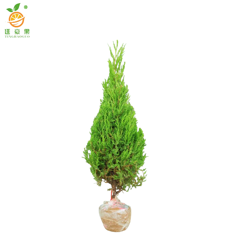 廷豪果 塔柏 90-100cm /棵高清大图