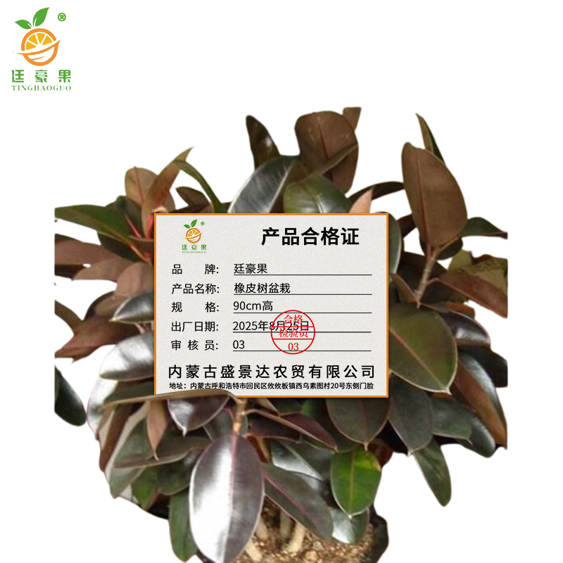 廷豪果 橡皮树盆栽 90cm高 /盆高清大图