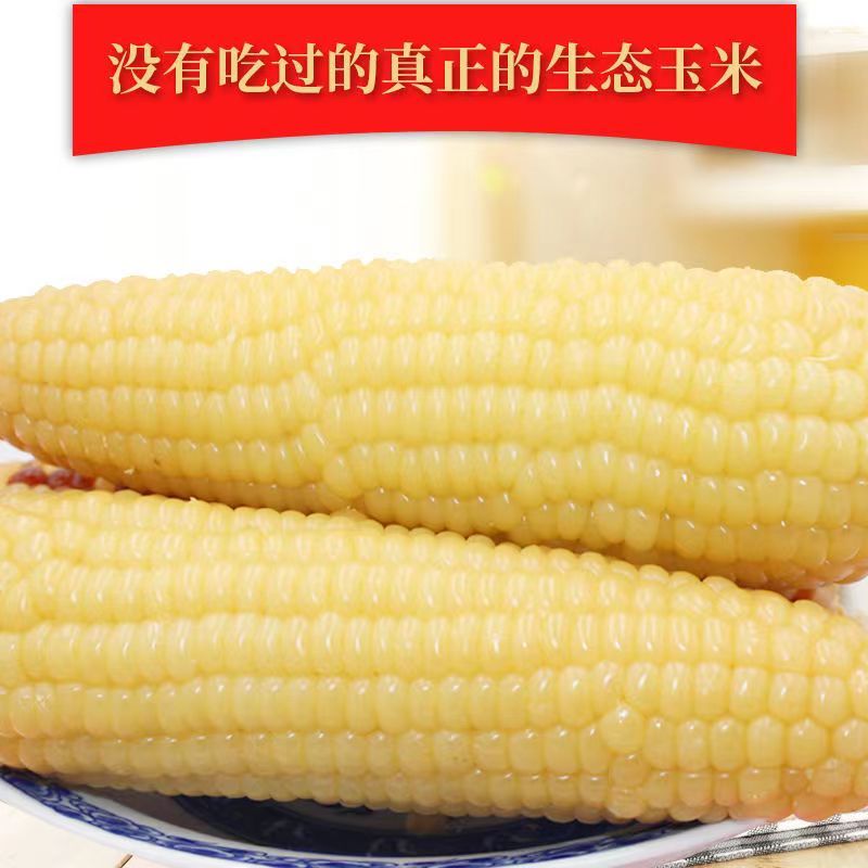 白糯玉米230g/支甜糯非转基因白糯整箱低脂甜糯玉米真空包装 6支装