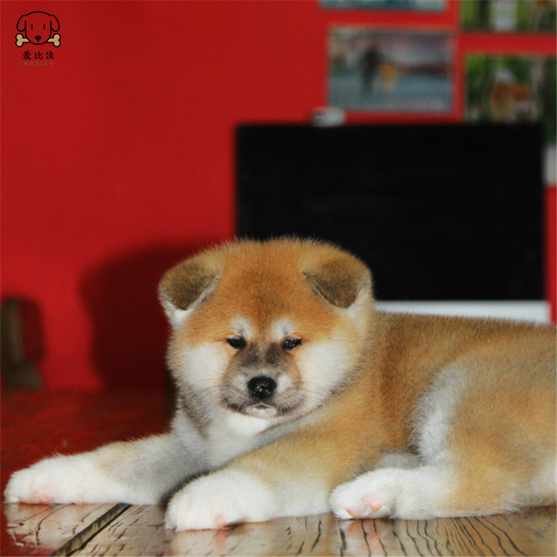 麦比佳 秋田犬 纯种秋田犬幼犬 中大型秋田犬狗狗活体 血统级精品日系秋田日本赛级秋田家庭犬公母视频挑选包健康秋田柴犬高清大图