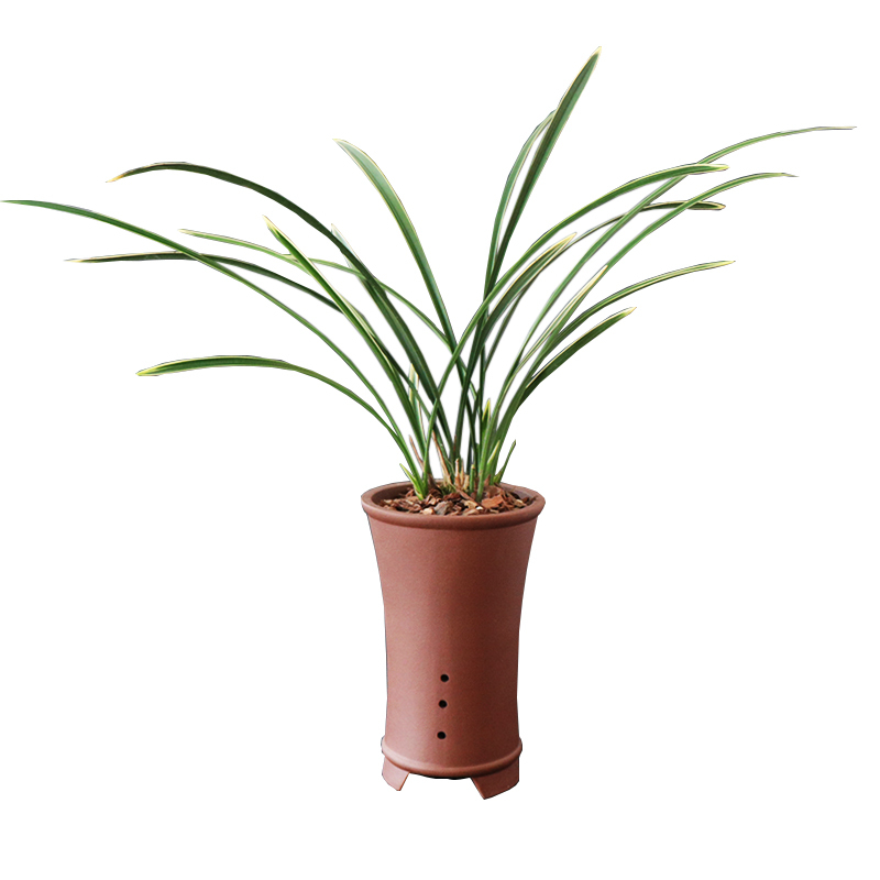 高宅旗舰店兰花铁骨锦旗大金边鹤艺兰花苗建兰四季兰草室内盆栽花卉报价 参数 图片 视频 怎么样 问答 苏宁易购