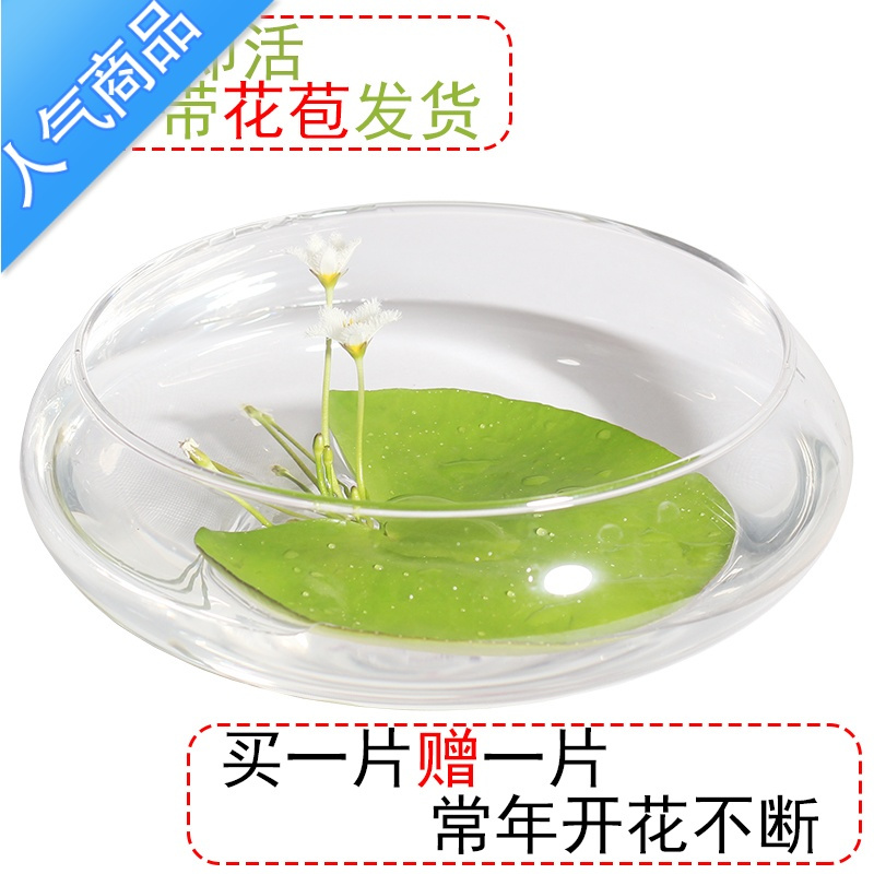 艺呈 Yicheng 园艺用品yicheng一叶莲心形睡莲碗莲水培植物花卉四季开花好养水生植物 价格图片品牌报价 苏宁易购梦舟日用家居专营店