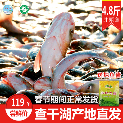 查干湖野生冷冻有机胖头鱼4-4.8斤 查干湖鱼冬捕野生鱼