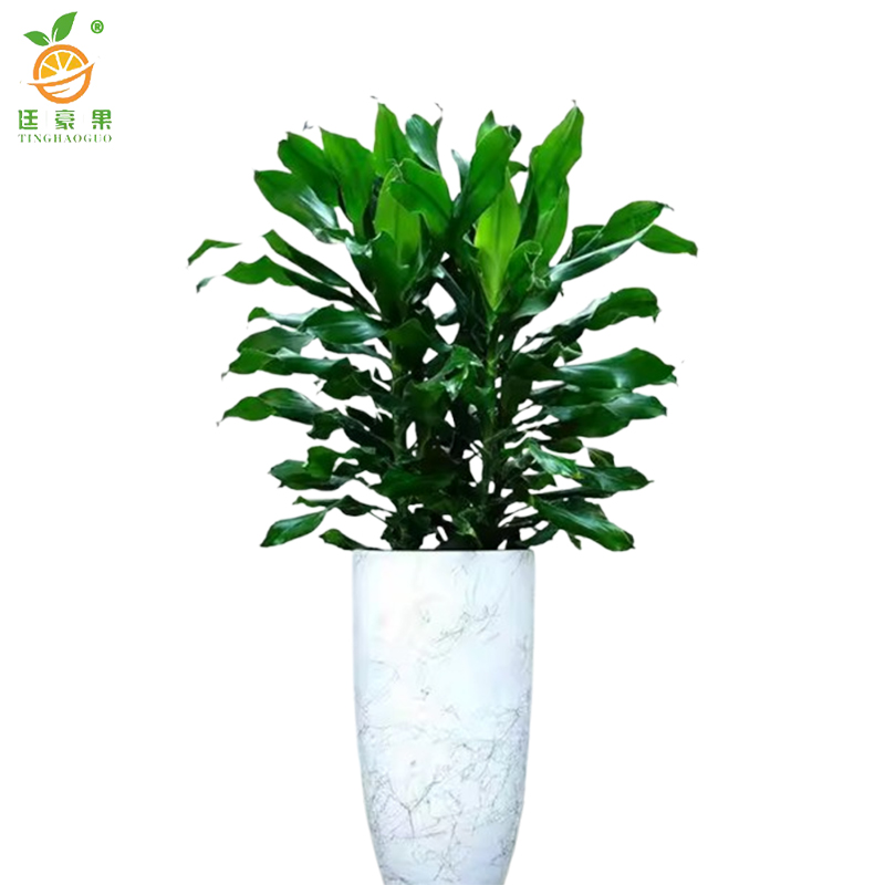 廷豪果 时来运转盆栽 1.2米高 /棵高清大图