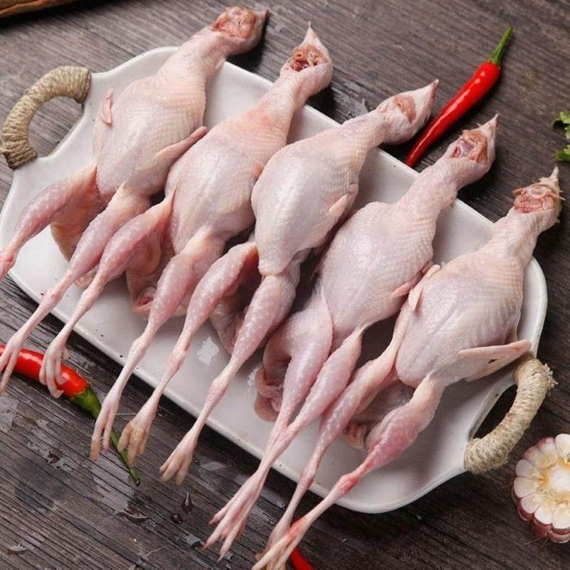 鲜活放血去内脏[新鲜挑体鹌鹑]鲜活速冻鹌鹑肉红烧鱼炸炖汤 精选大号