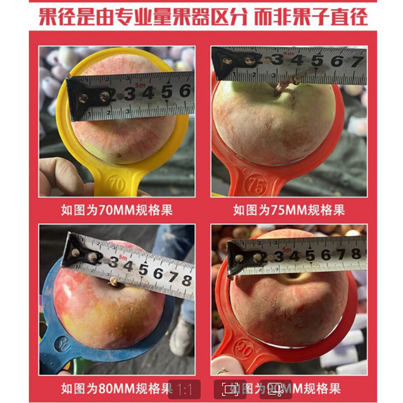 [西沛生鲜]正宗陕西洛川红富士苹果 净重8.5斤 小果 26-30枚 新鲜时令水果当季整箱