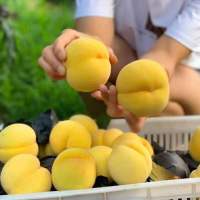 5斤装现摘黄桃新鲜水果5斤装约6-12个果（数量仅供参考以净重为准）
