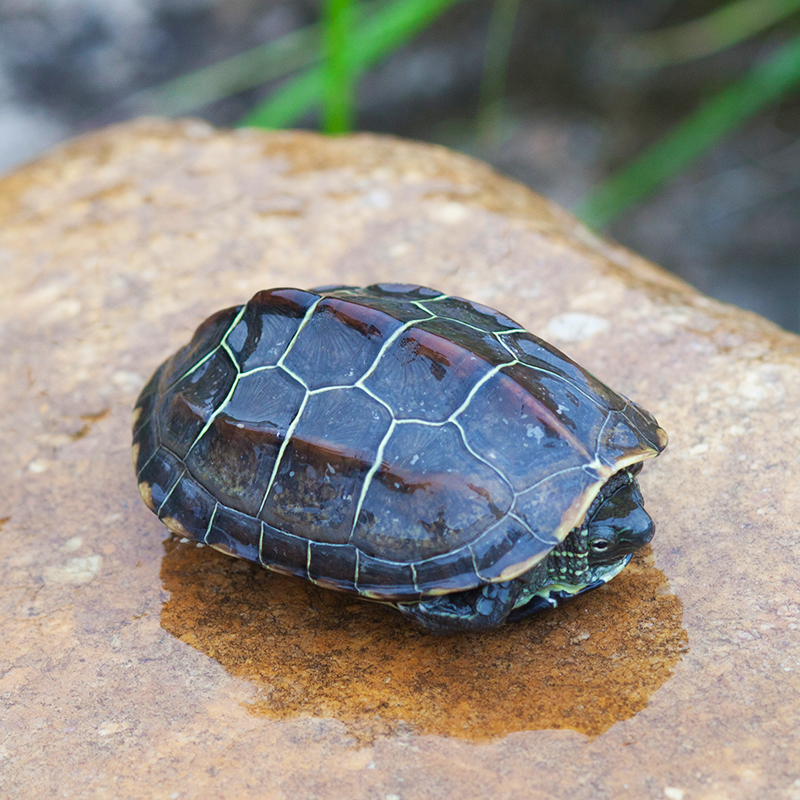 中华龟小乌龟外塘长寿龟宠物水龟金线龟