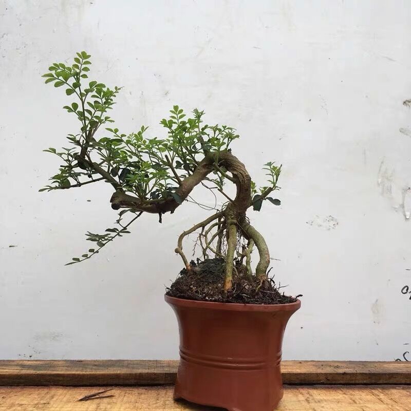 古达园艺用品古达雀舌盆景树桩榆树盆栽绿植办公室杨造型松树造型庭院景观对接白蜡盆景含盆 价格图片品牌报价 苏宁易购老蜂匠园艺用品专营店