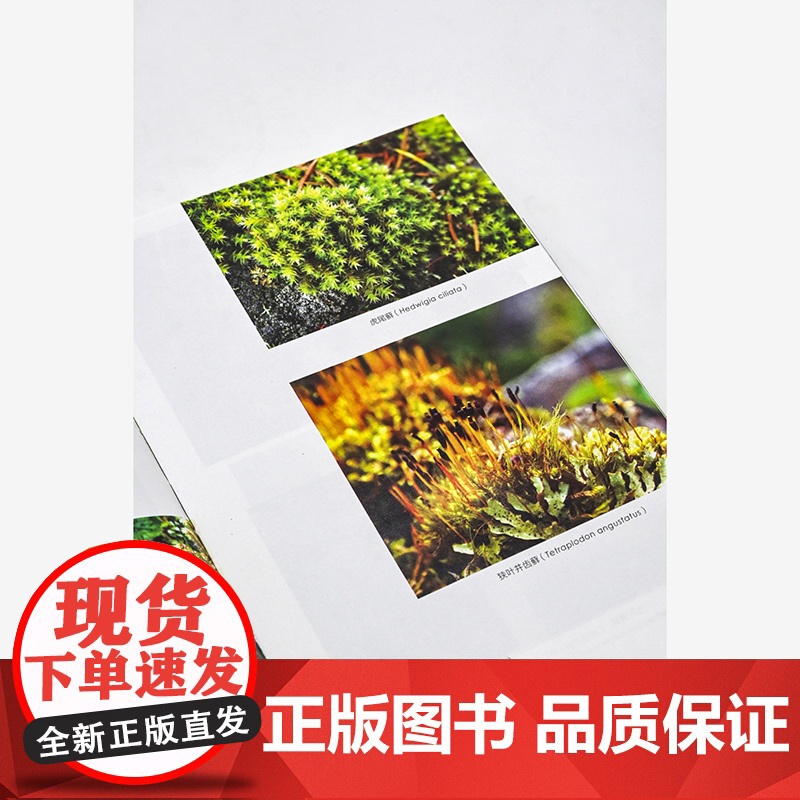 苔藓森林 基默尔 商务印书馆 自然文库 苔藓生态摄影微观陆地生态苔藓故事 博物学自然科普生物学陆生植物学苔藓知识科普书籍高清大图