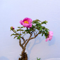 多分枝菏泽洛阳重瓣牡丹苗盆栽室内花卉绿植苗带芽当年开花