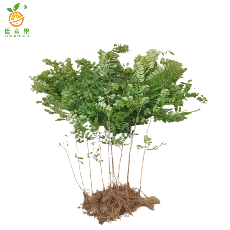 廷豪果 紫穗槐 带盆 1.2m /棵高清大图