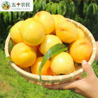 五个农民山东蒙阴黄金蜜桃新鲜4.5斤装黄皮黄肉油桃新鲜水果现摘现发超甜应季黄桃生鲜自营