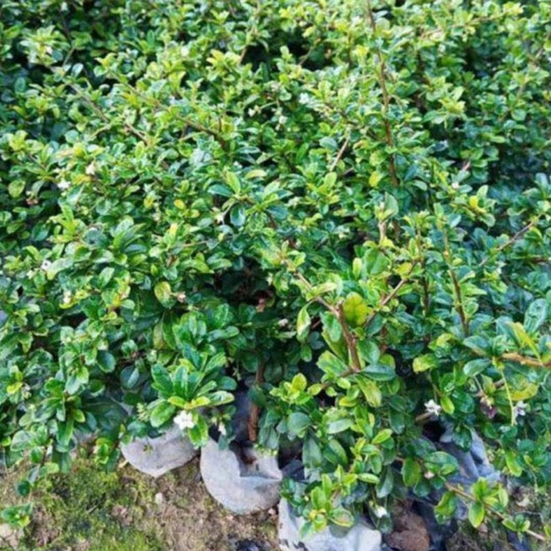 NNR 福建茶树苗 ZY-GF8723高清大图