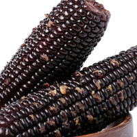 东北黑糯玉米260g*8根 非转基因鲜食粘糯黑玉米棒 新鲜蔬菜