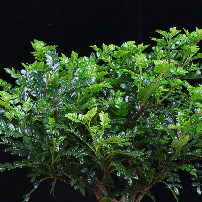 大盆苗[25-30CM]原土球X1 不含盆|驱蚊草盆栽防蚊子青香木胡椒木树苗植物老桩室内净化空气四季好养