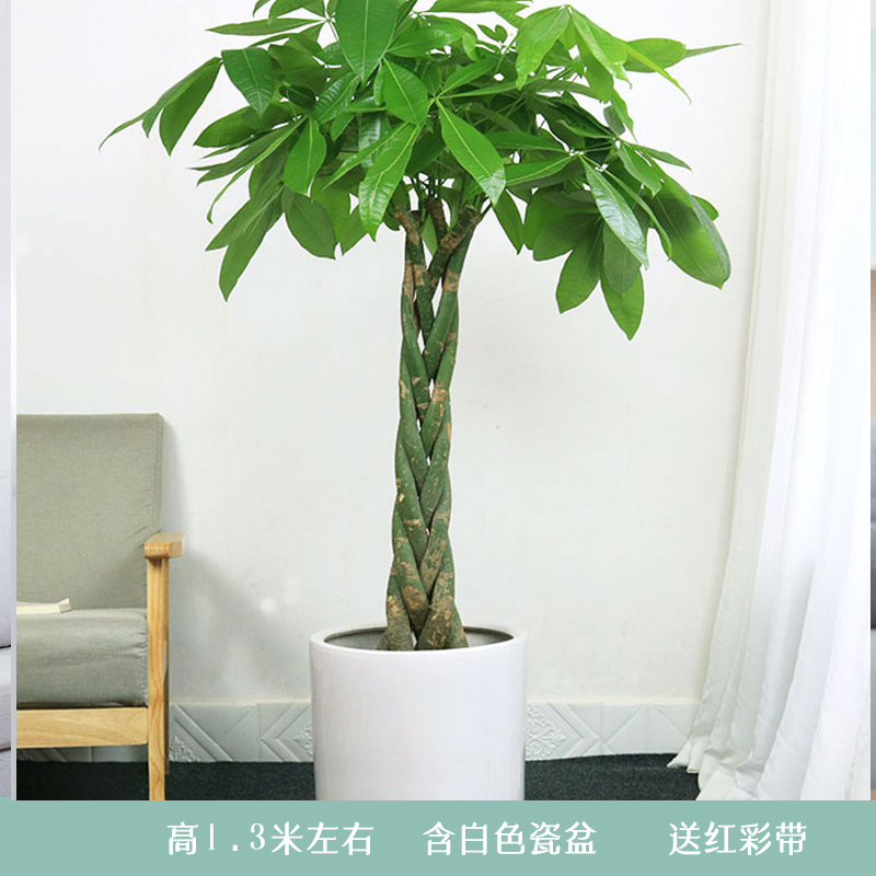 辫子发财树盆栽独杆大发财树步步高发财树幸福树大型绿植招财进宝