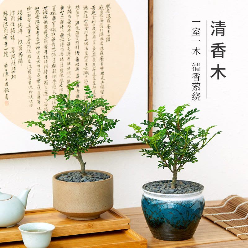 家柏饰(CORATED)清香木盆栽室内植物盆景办公室绿植驱蚊净化空气胡椒木四季常青图片
