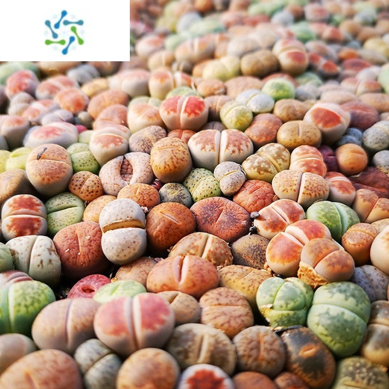 石生花多肉植物 报价行情 排行 品牌 参数 怎么样 图片 商家 苏宁易购