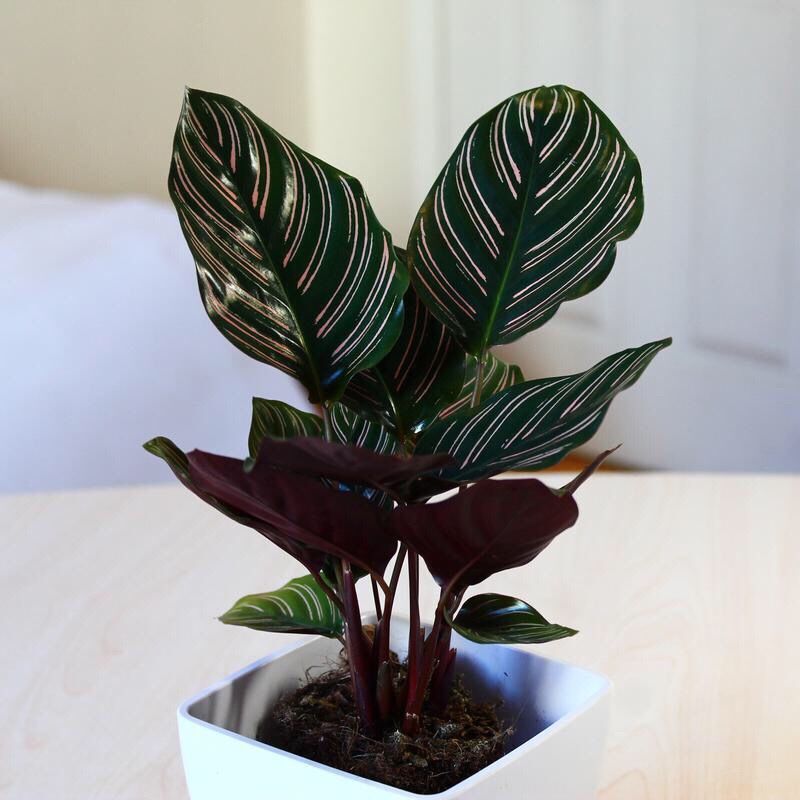 新飞羽竹芋盆栽植物苹果之星竹芋孔雀竹芋观叶绿植净化空气吸甲醛孔雀