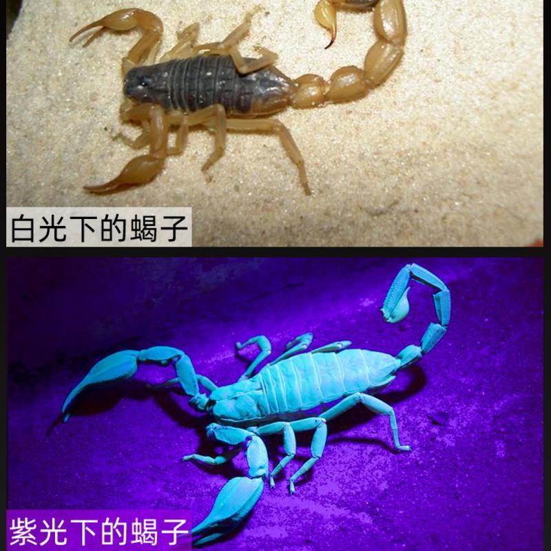 紫光[标配]送镊子+直充 led感应头灯强光可充电紫光蝎子灯捕蝎灯专用超亮头戴式夜钓鱼灯