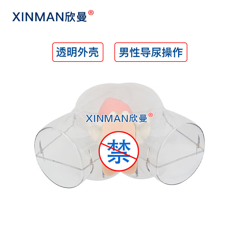 欣曼科教 高级透明男性导尿模型 男性透明导尿操作训练模拟人 医学教学模型 XM-H14