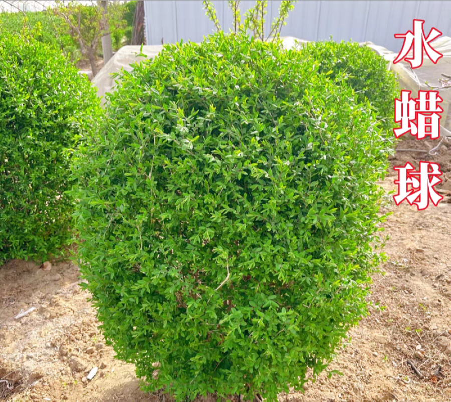 诚智旺 水蜡球 冠幅80cm /棵高清大图