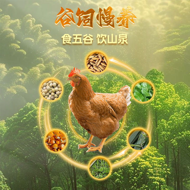 雀淘 皖南金凤黄油老母鸡2.3-2.6斤/只 2只装 新鲜现杀冷冻净膛农家竹林慢养走地鸡高清大图