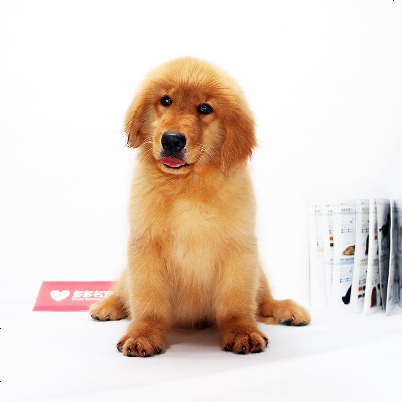 大头金毛犬宠物狗狗 派朵纯种金毛犬幼犬 纯种大头金毛犬狗狗 纯种金毛犬幼犬图片