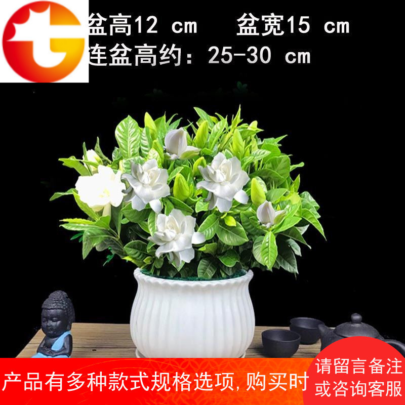 茉莉花盆栽花卉室内四季开花好养绿植芳香驱蚊净化空气栀子花盆栽