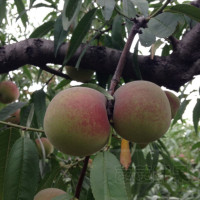 果之缘 山东青州蜜桃5斤箱装 新鲜水果 鲜呗呗